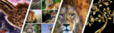 More Big Cats content