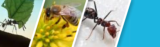 More Insects content