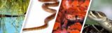 More Snakes content