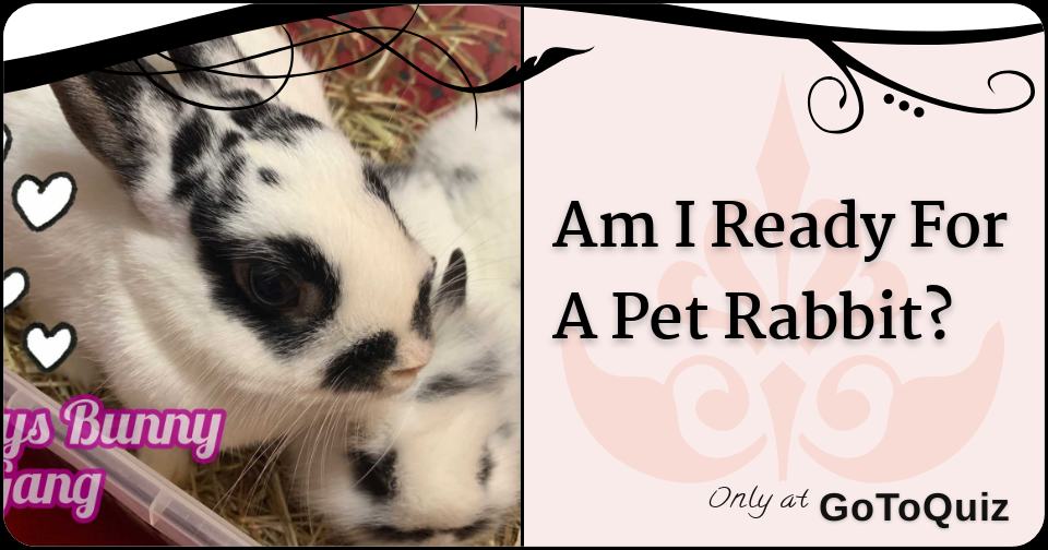 Am I Ready For A Pet Rabbit?