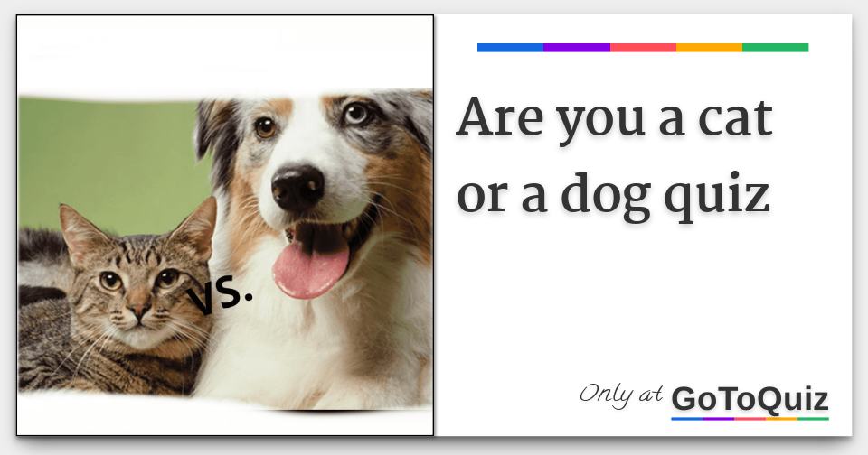 Are you a cat or a dog quiz