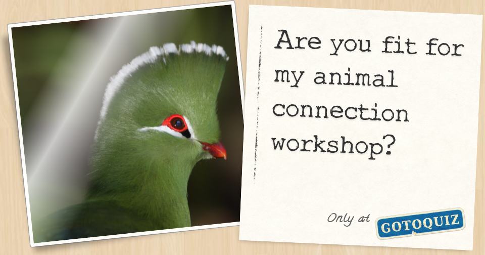 Are you fit for my animal connection workshop?