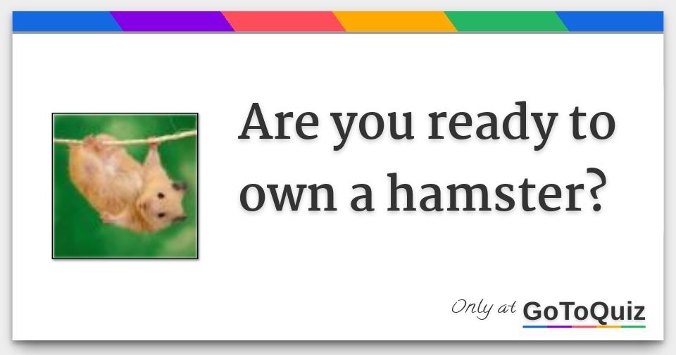 Are you ready to own a hamster?