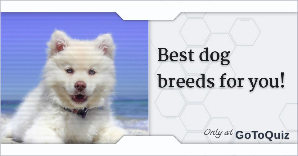 Best dog breeds for you!