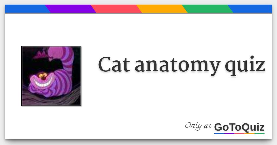 Cat anatomy quiz