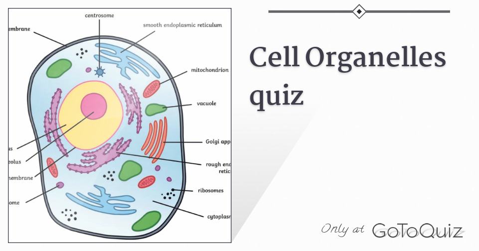 Cell organelles quiz