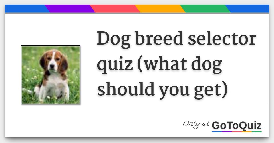 what dog should i get quiz