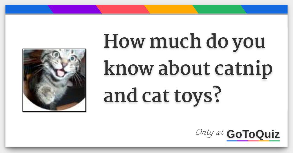 How much do you know about catnip and cat toys?
