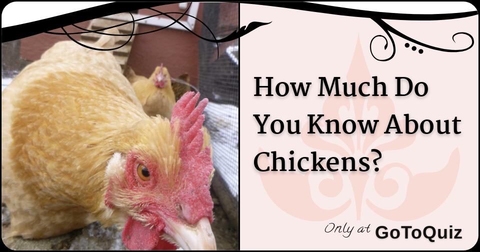 How Much Do You Know About Chickens?