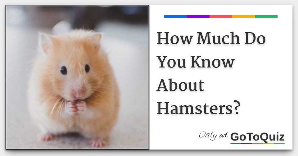 How Much Do You Know About Hamsters?