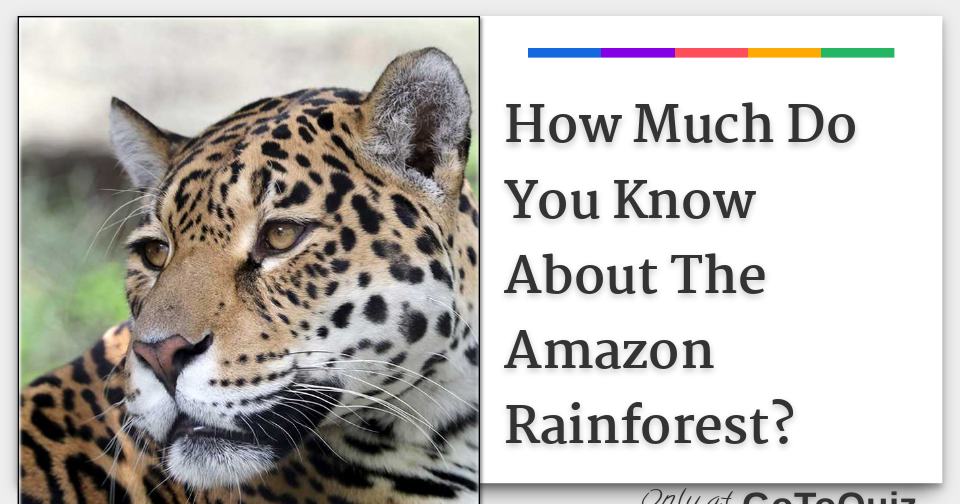 How Much Do You Know About The Amazon Rainforest?