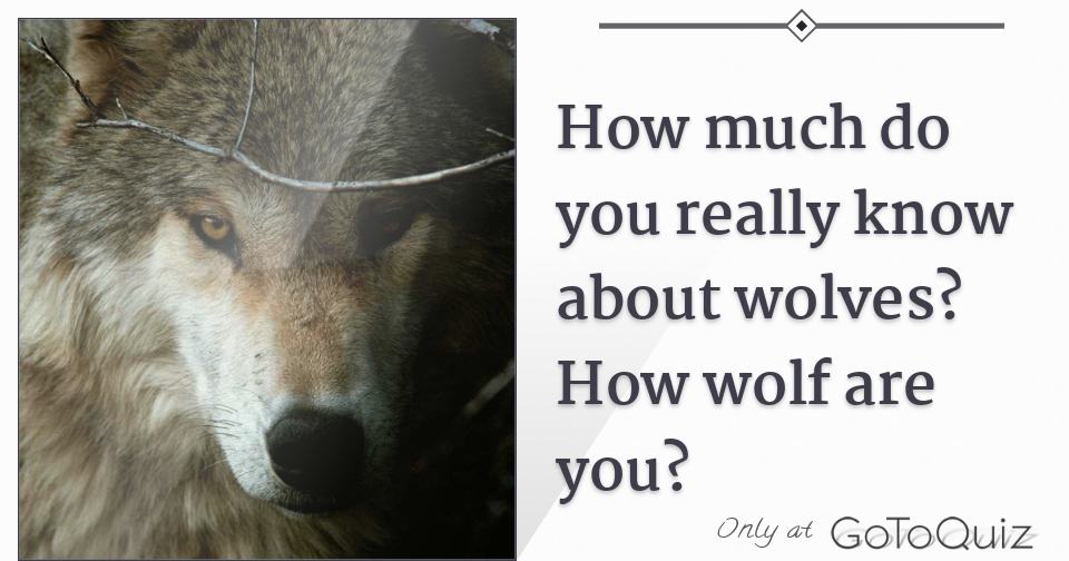How much do you really know about wolves? How wolf are you?