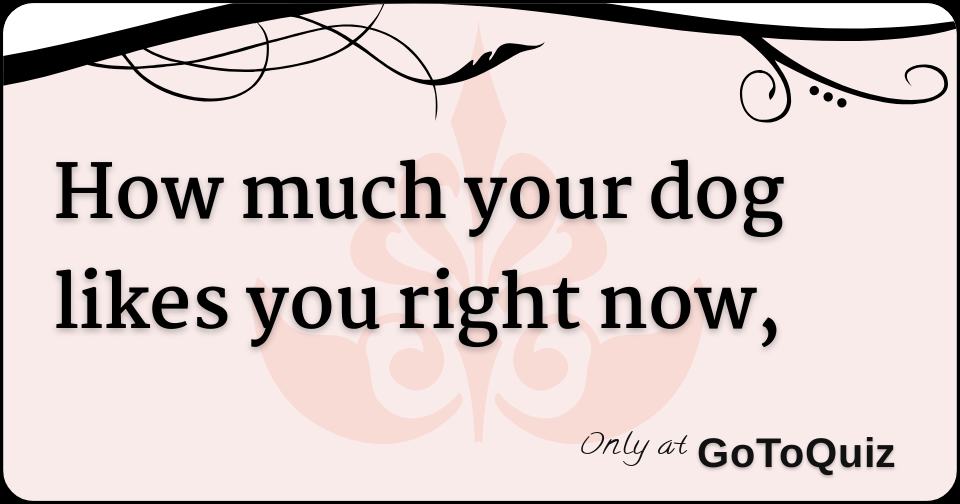 How much your dog likes you right now,