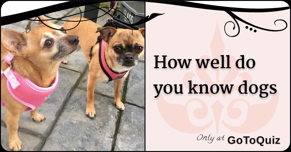 How well do you know dogs