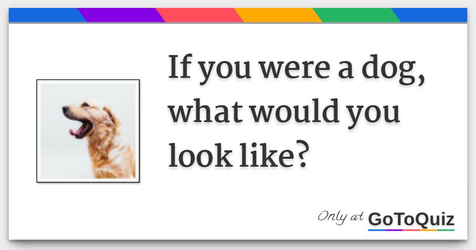 If you were a dog, what would you look like?