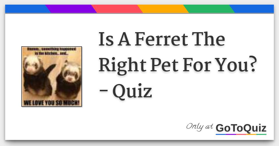 Is A Ferret The Right Pet For You? Quiz