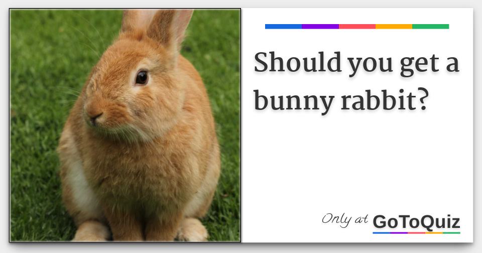 Should you get a bunny rabbit?