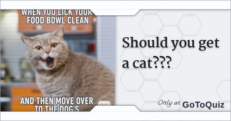 Should you get a cat???