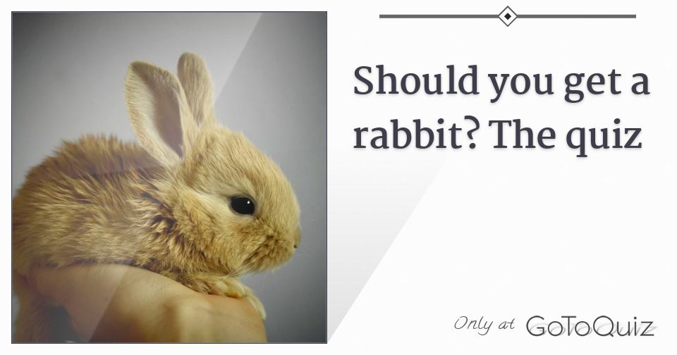 Should you get a rabbit? The quiz