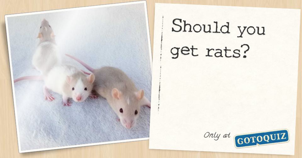Should you get rats?