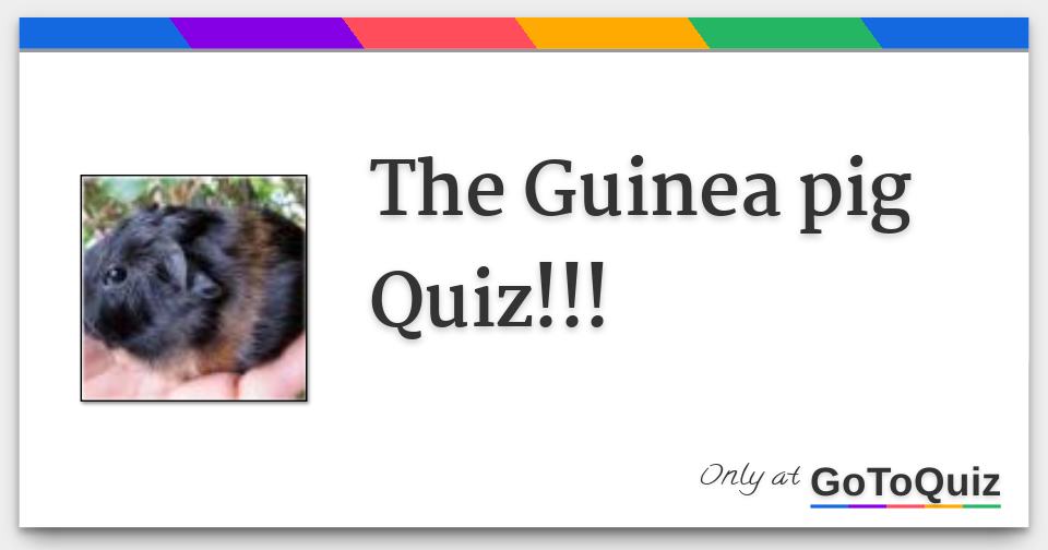 The Guinea pig Quiz!!!
