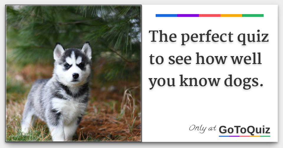 The perfect quiz to see how well you know dogs.