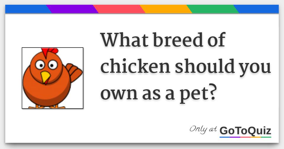 What breed of chicken should you own as a pet?