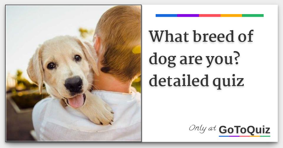 What breed of dog are you? detailed quiz