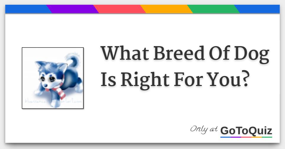 What Breed Of Dog Is Right For You?