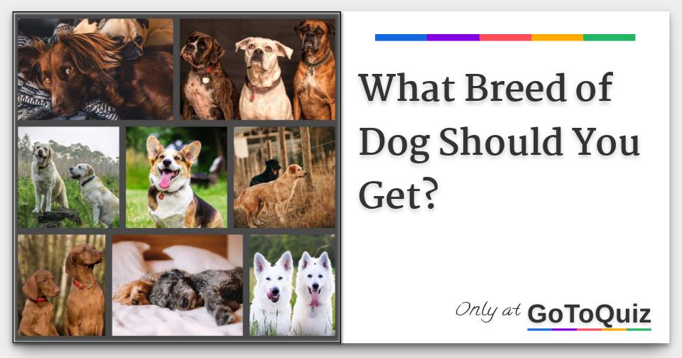 What Breed of Dog Should You Get?
