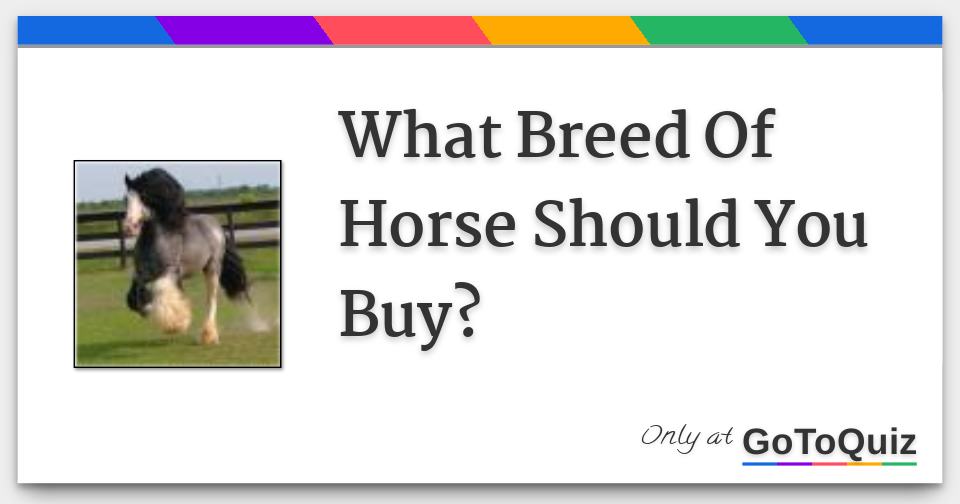 What Breed Of Horse Should You Buy?