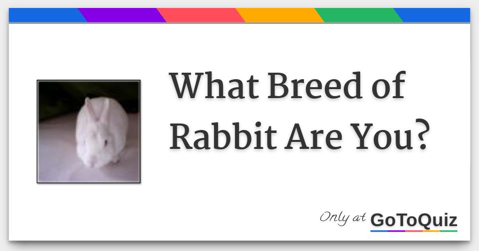 What Breed of Rabbit Are You?