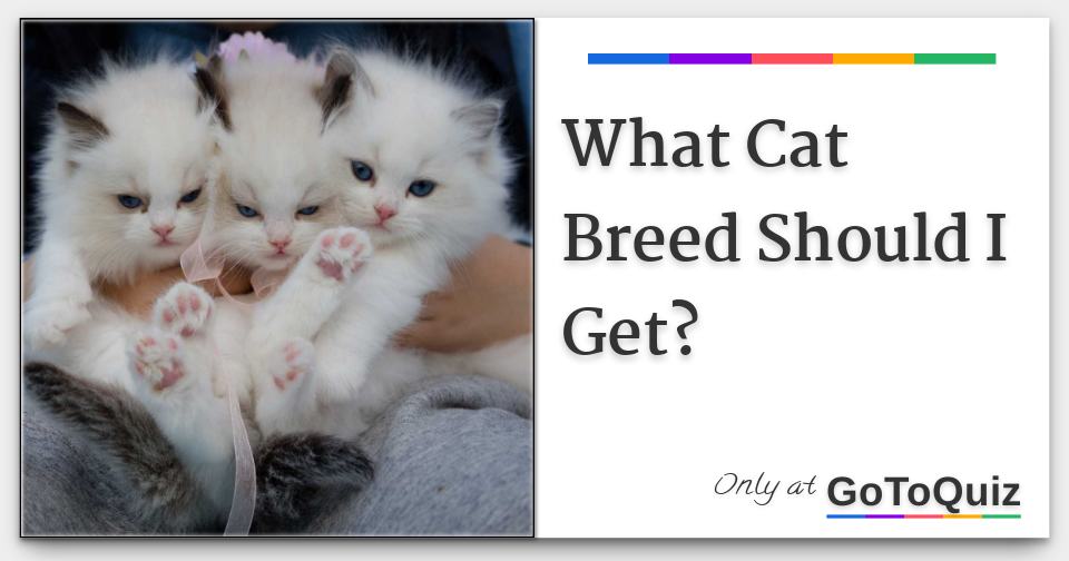 what kind of dog should i get if i have cats
