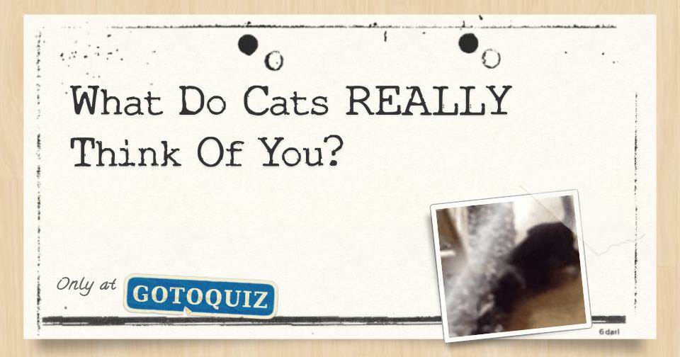 what Do Cats REALLY Think Of You?