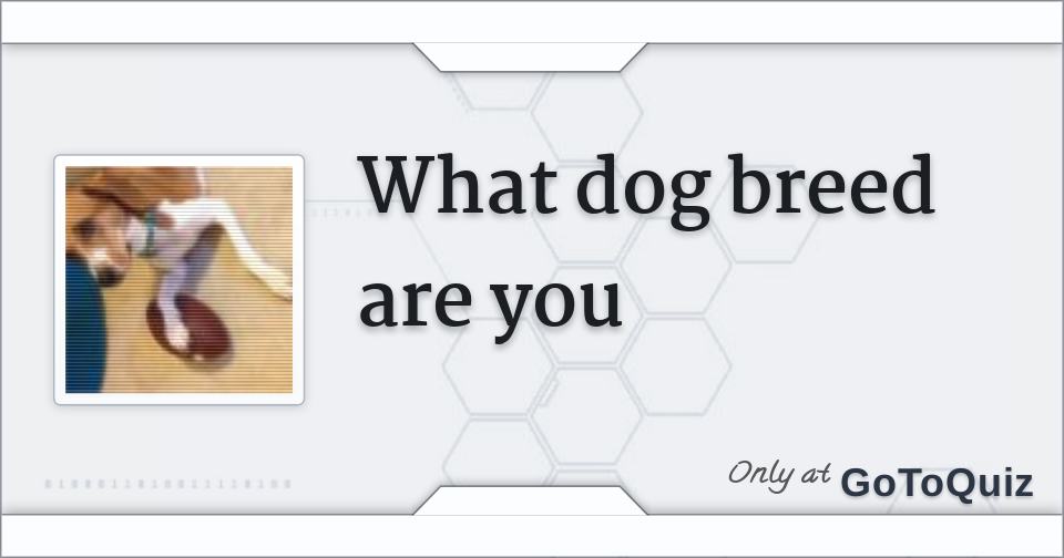 What dog breed are you