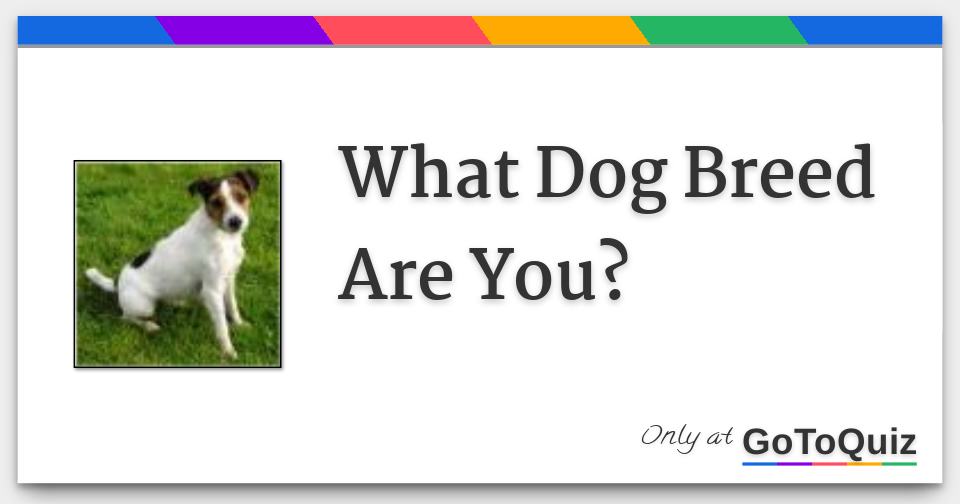 how to figure out what dog breed you have