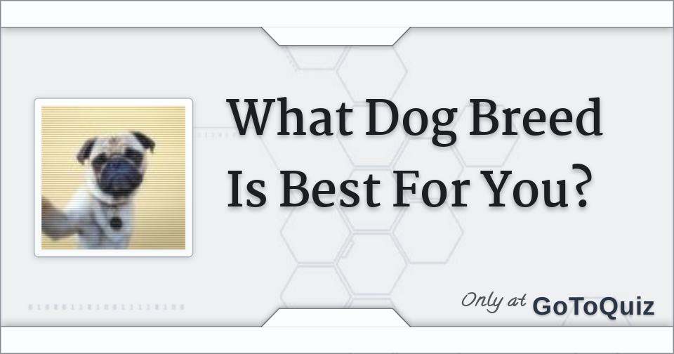 What Dog Breed Is Best For You?