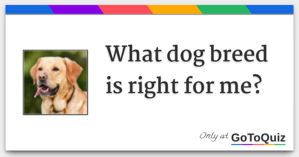 What kind of dog is right for me hot sale quiz
