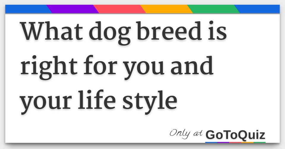 what dog breed is right for you and your life style