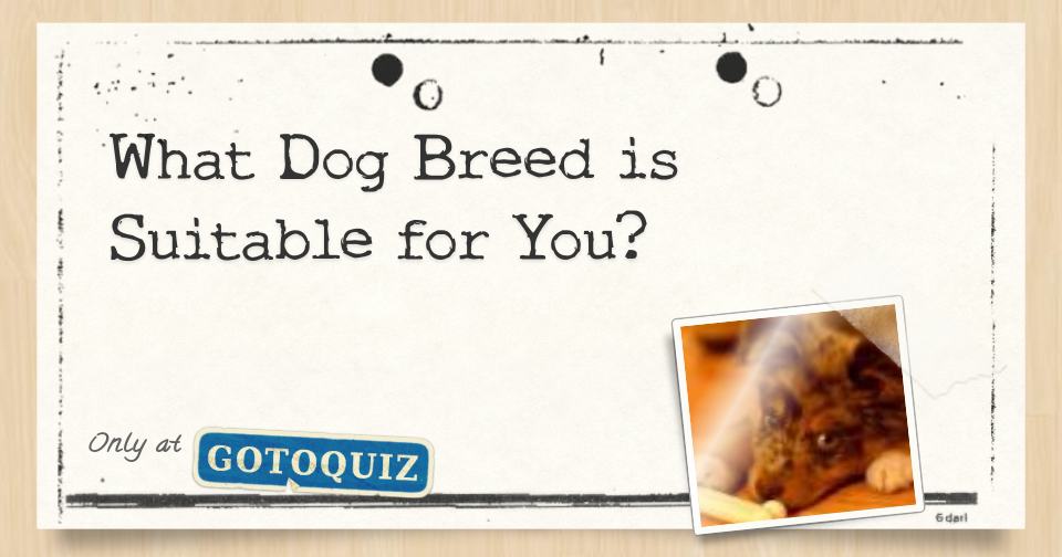 What Dog Breed is Suitable for You?