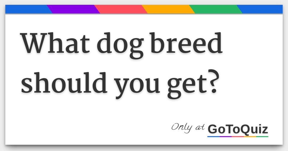 What dog breed should you get?