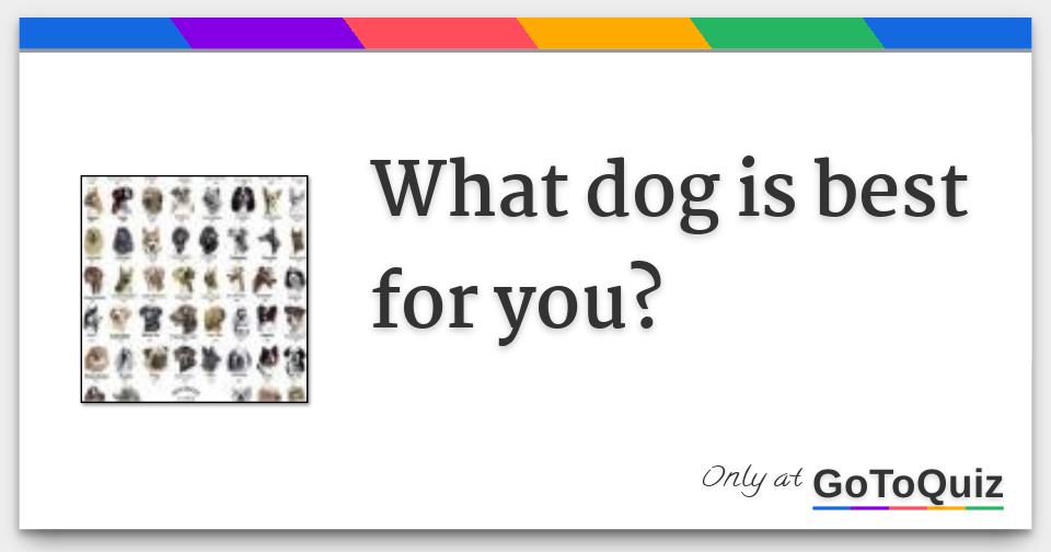 What dog is best for you?