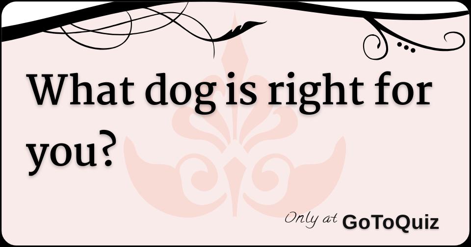 what dog is right for you?