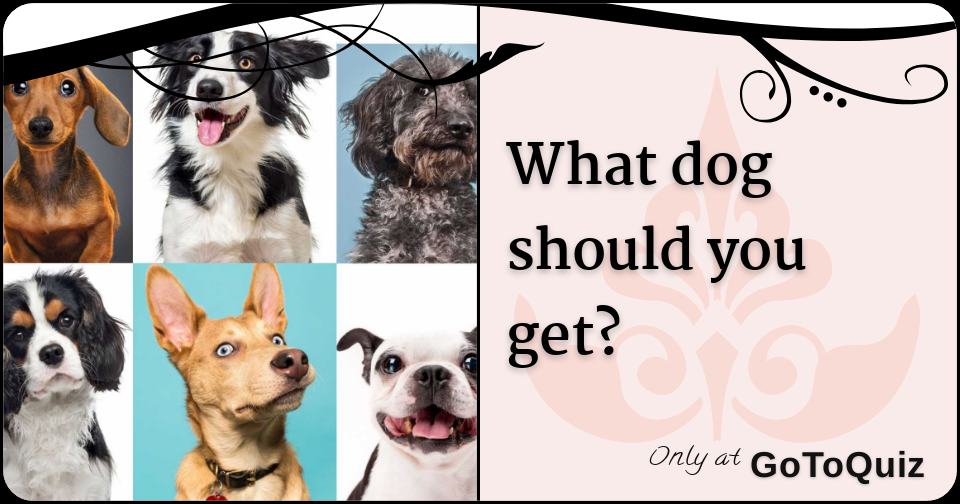 What dog should you get?
