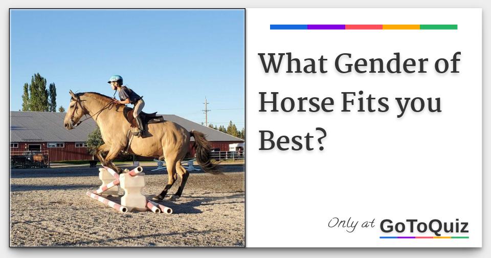 What Gender of Horse Fits you Best?