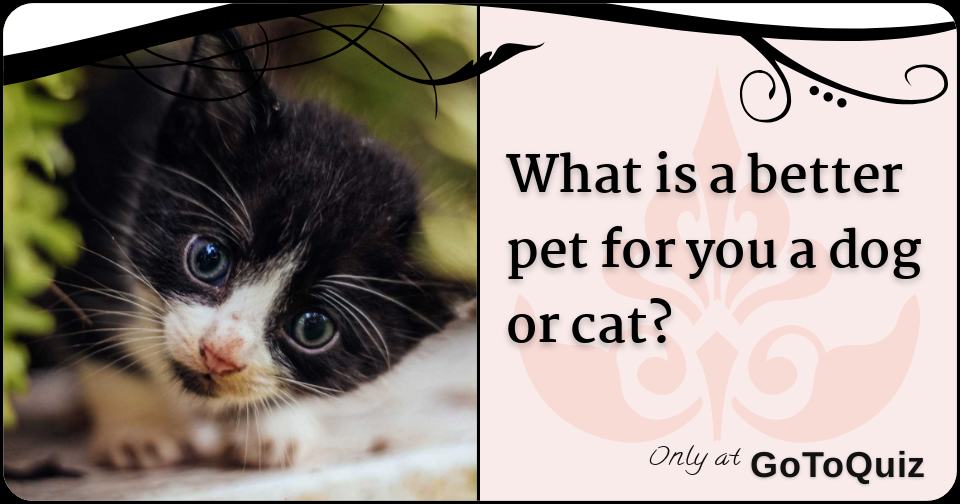 what is a better pet for you a dog or cat?