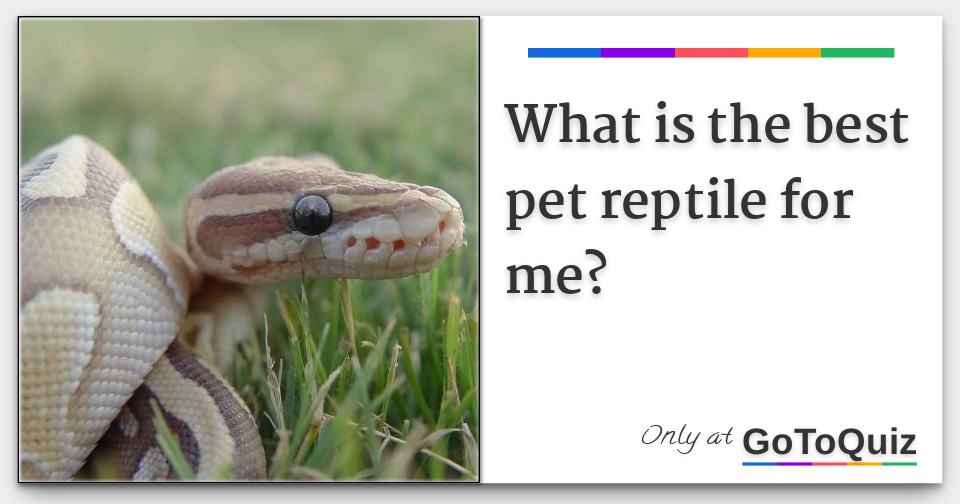 What is the best pet reptile for me?