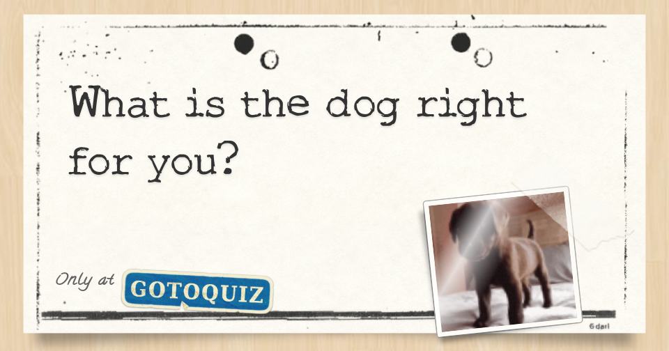 What is the dog right for you?