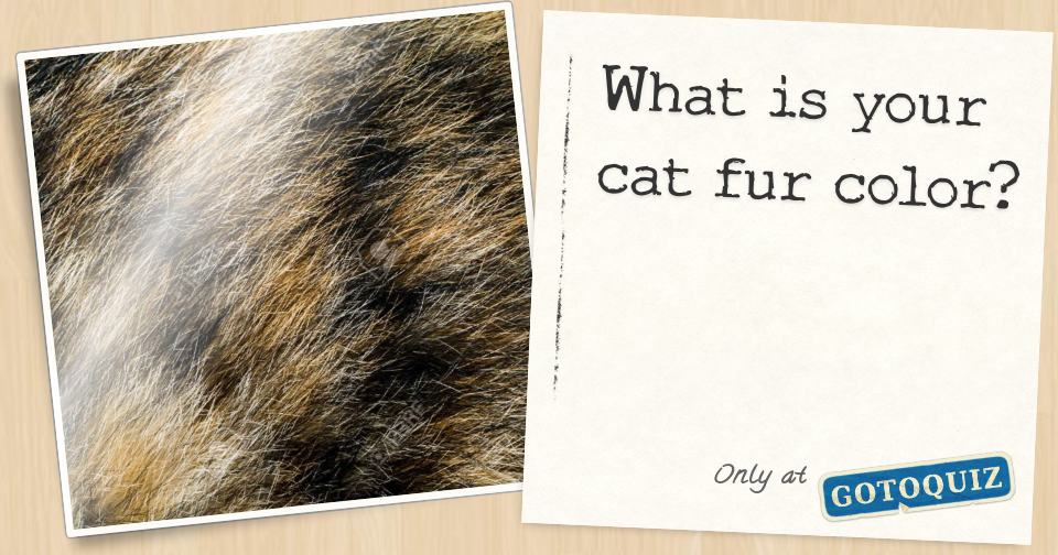 What is your cat fur color?