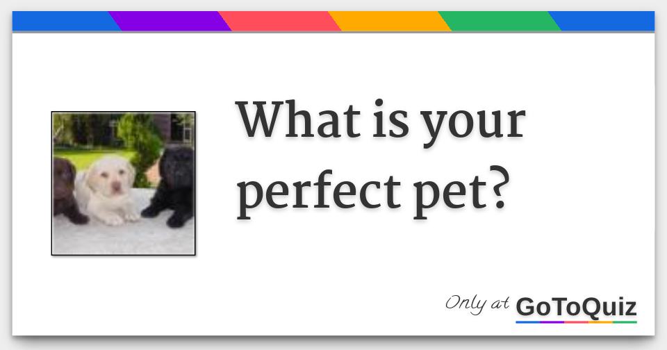 What is your perfect pet?